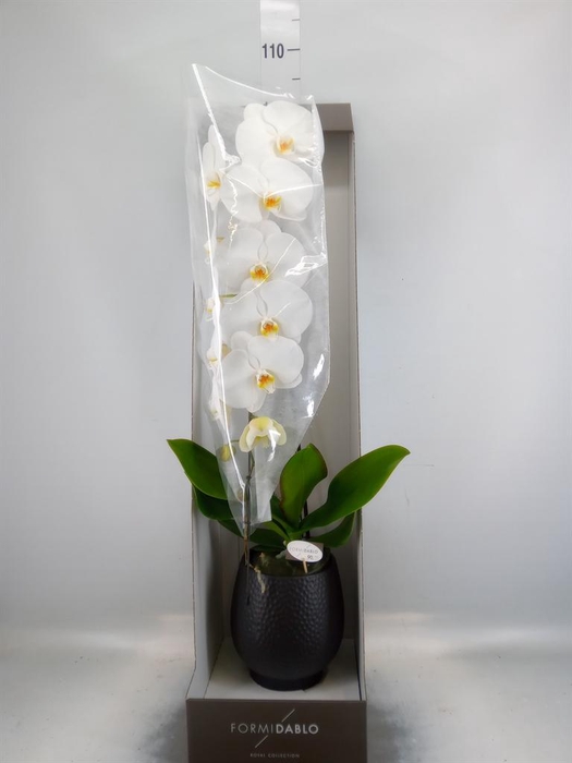 <h4>Phalaenopsis   ...white</h4>