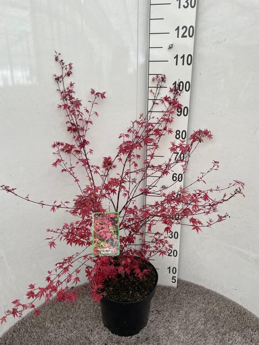 <h4>ACER PA DESHOJO</h4>