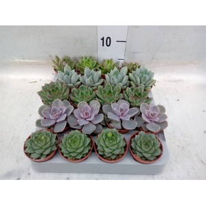 Echeveria   ...mix