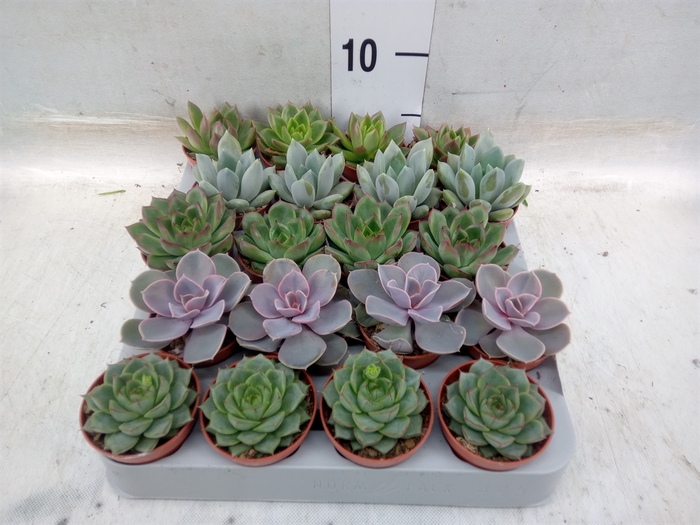 <h4>Echeveria   ...mix</h4>