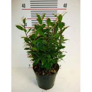 Laurus nobilis
