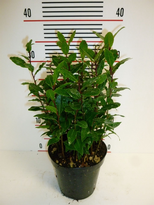 <h4>Laurus nobilis</h4>