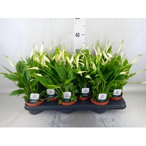 Spathiphyllum  'Chopin'