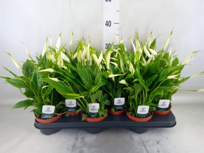 <h4>Spathiphyllum  'Chopin'</h4>