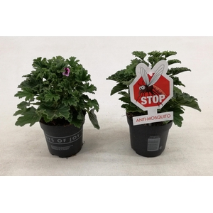 Pelargonium 'Orange Fizz' Anti-Mosquito