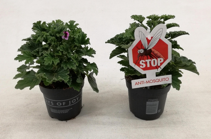 <h4>Pelargonium 'Orange Fizz' Anti-Mosquito</h4>
