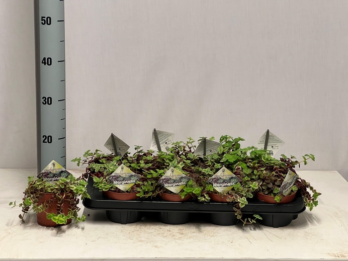 <h4>CRASS MARGINALIS</h4>