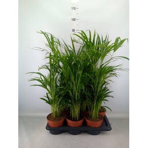 Dypsis lutescens   ...Chrysalidoca