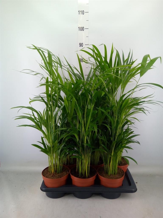 <h4>Dypsis lutescens ...Chrysalidoca</h4>
