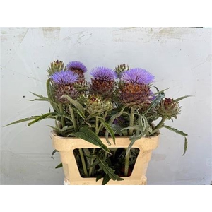 Cynara Cardunculus