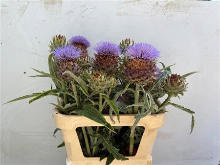 <h4>Cynara Cardunculus</h4>