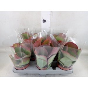 Kalanchoe NF thyrsiflora 'Red Lips'