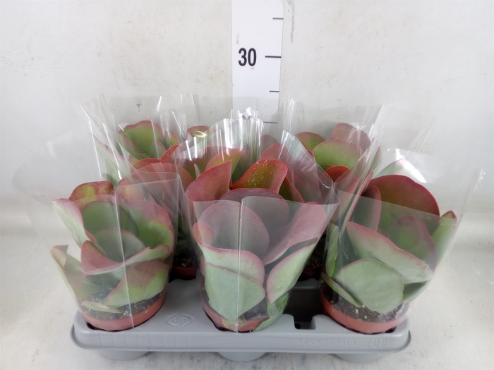 <h4>Kalanchoe NF thyrsiflora 'Red Lips'</h4>