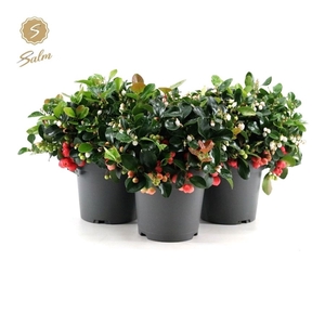 Gaultheria pr. 'Big Berry'® P15