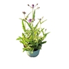 Verbena rigida