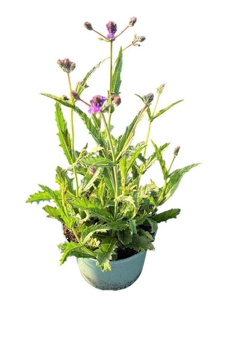 Verbena rigida