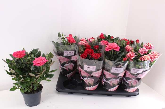 <h4>RO PATHIT GEM 3 SRT</h4>