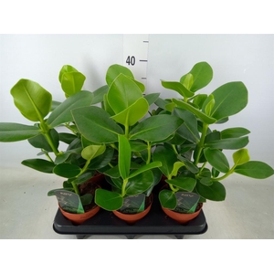 Clusia rosea 'Princess'