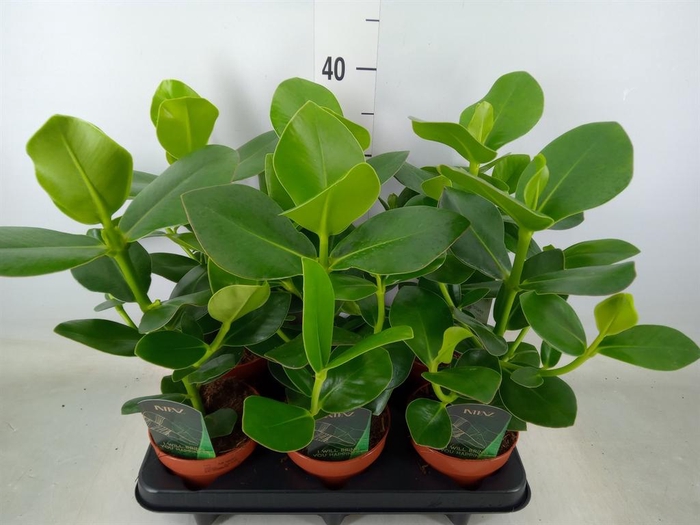 <h4>Clusia rosea 'Princess'</h4>