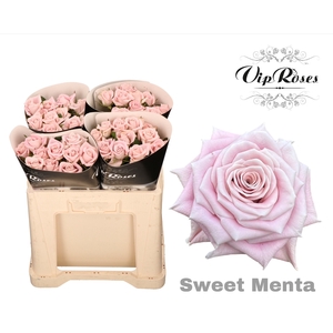 R KL SWEET MENTA x40 577