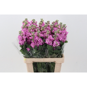 Matth Phantom Pink
