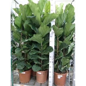 Ficus lyrata