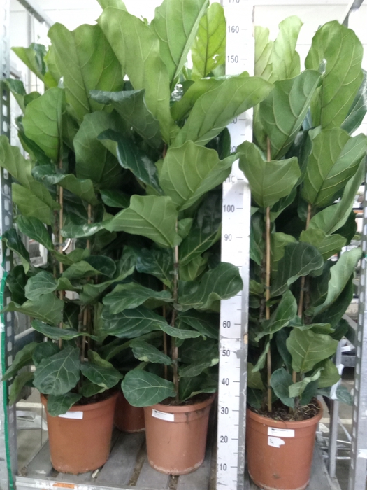 <h4>Ficus lyrata</h4>