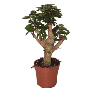 Polyscias Fabian