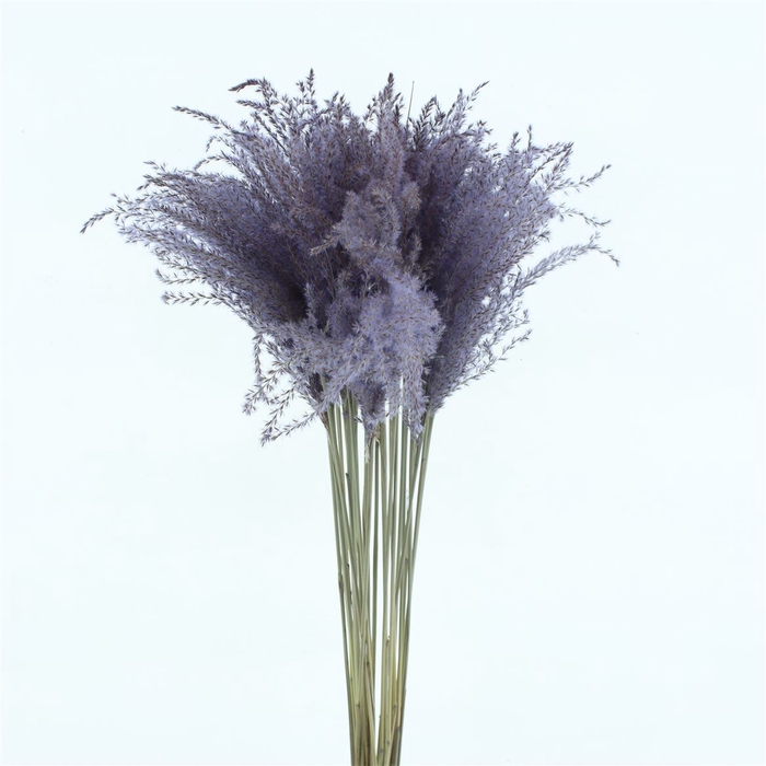 Dried Stipa Feather Light Milka