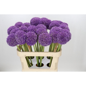 Allium Giganteum