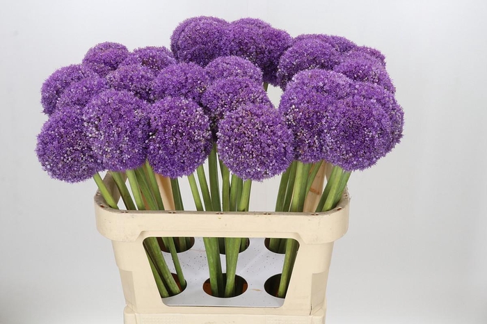 <h4>Allium Giganteum</h4>