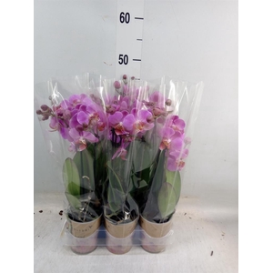 Phalaenopsis multi.   ...lilac