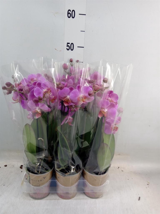 <h4>Phalaenopsis multi. ...lilac</h4>
