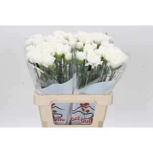 Dianthus St Holly