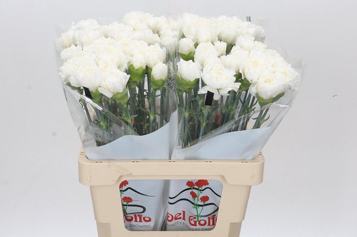 <h4>Dianthus St Holly</h4>