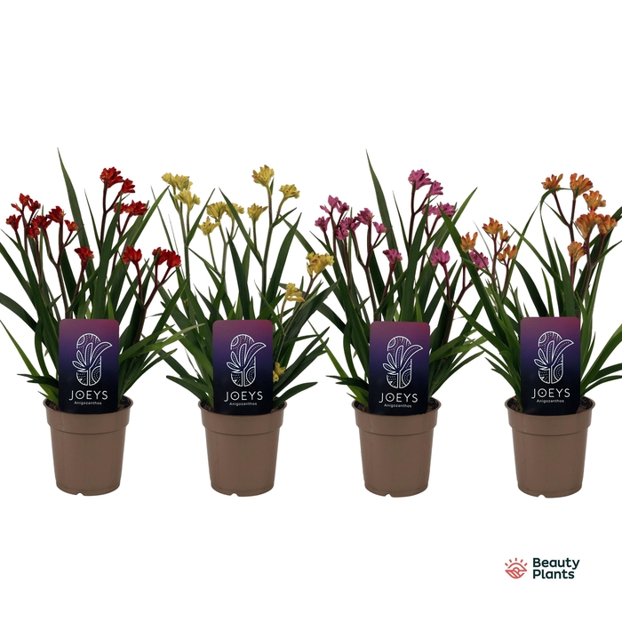 <h4>Anigozanthos Beauty Mix in Tray</h4>