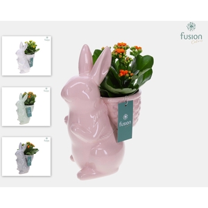 Pasen Haas middel keramiek met Kalanchoe