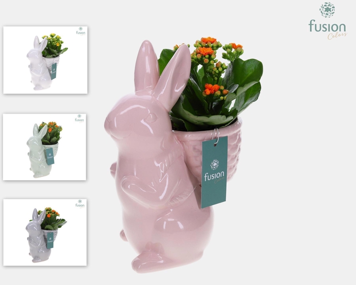 <h4>Pasen Haas middel keramiek met Kalanchoe</h4>