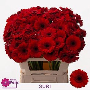GERBERA MI 'SURI'
