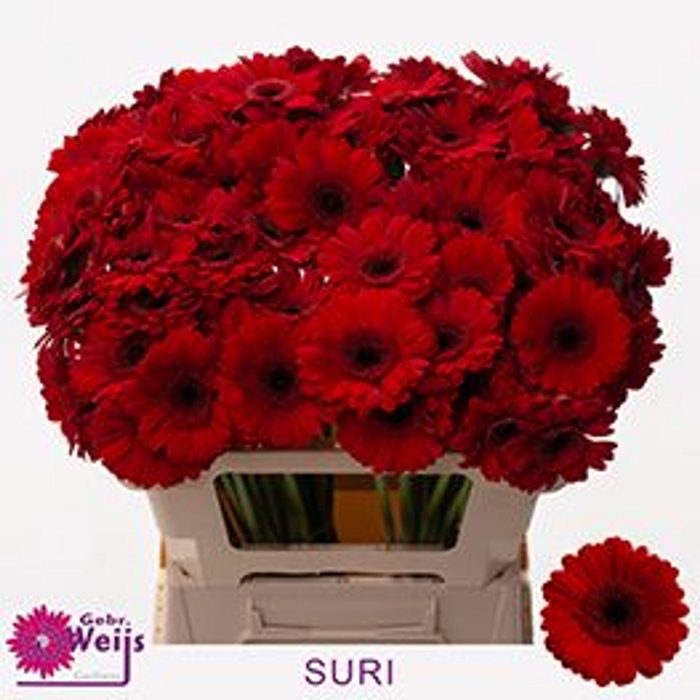 <h4>GERBERA MI 'SURI'</h4>
