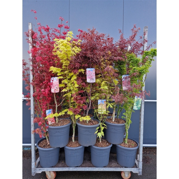 <h4>Acer palmatum 100-150cm c15 mix</h4>