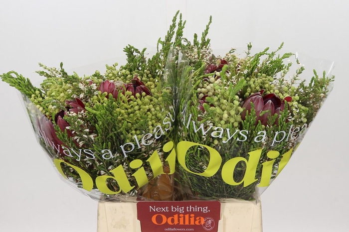 <h4>BQ Protea 3 Flowers</h4>