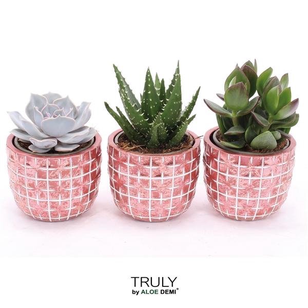 <h4>TRULY Succulent, Disco Mosaic Red M</h4>