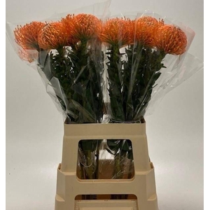 LEUCO AYOBA ORANGE