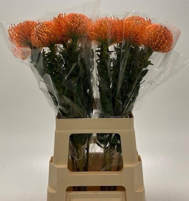 <h4>LEUCO AYOBA ORANGE</h4>