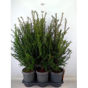 Taxus baccata