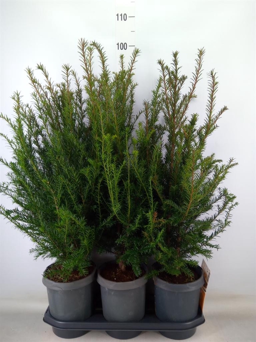 <h4>Taxus baccata</h4>