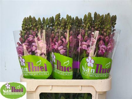 <h4>Antir Poto Lavendel</h4>