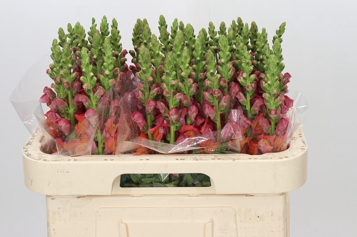 <h4>Antirrhinum Antibes Orange</h4>