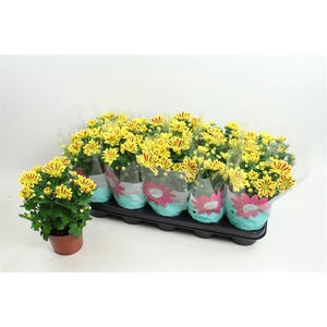 Chrysanthemum Indicum Rainbow Lake Worth 12Ø 24cm